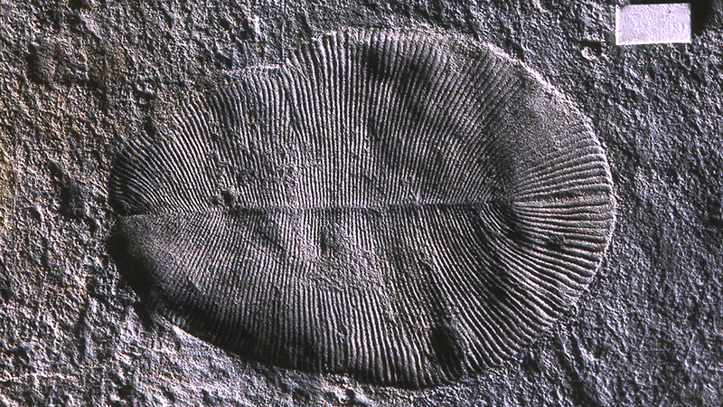 fossil-1280.jpg